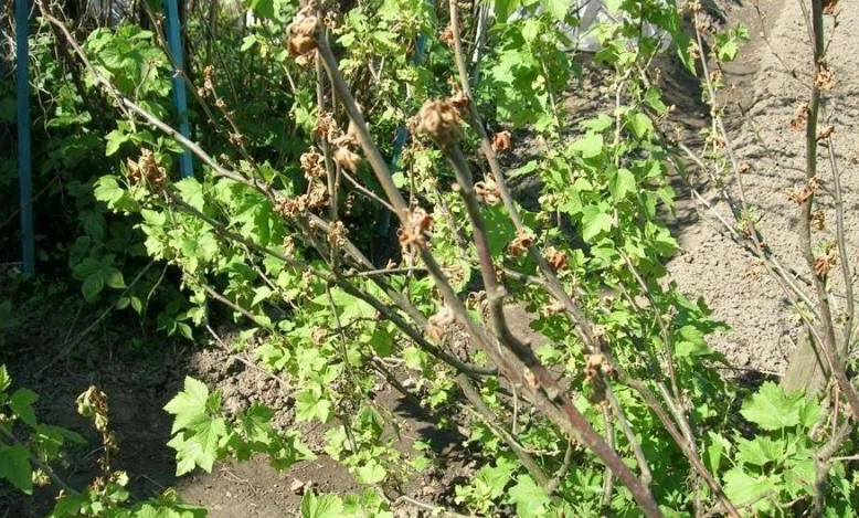 Увядание побегов смородины - грибковые и вирусные причины