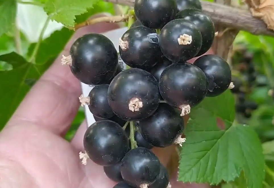Мурючана (Muryuchana) - редкий сорт с ярко выраженным ароматом 7 Мурючана (Muryuchana) - редкий сорт с ярко выраженным ароматом