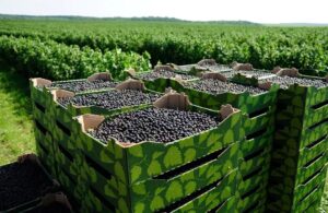 Смородина Black Velvet