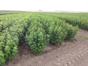 Смородина Black Velvet