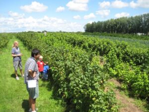 Смородина Black Velvet