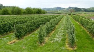 Смородина Tiben