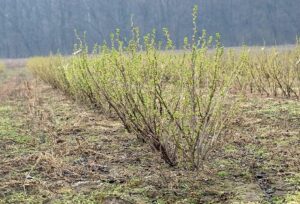 Смородина Гросс (Gross ) - сорт с высокой урожайностью и стабильным плодоношением