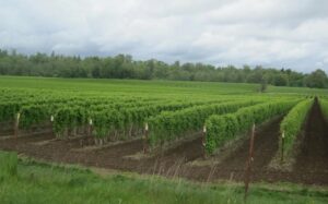 Микроудобрения для смородины - бор, цинк, железо