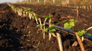 Микроудобрения для смородины - бор, цинк, железо