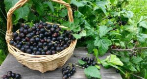 Микроудобрения для смородины - бор, цинк, железо