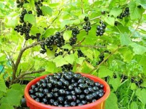 Улучшить песчаную почву под смородину