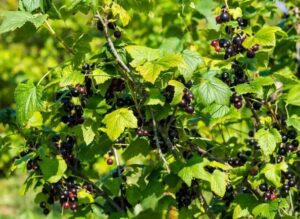 Улучшить песчаную почву под смородину