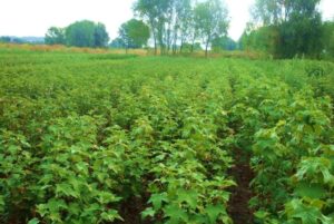 Улучшить песчаную почву под смородину