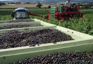 Смородина Багира (Bagheera) - десертный сорт с выраженной сладостью и блестящей кожицей