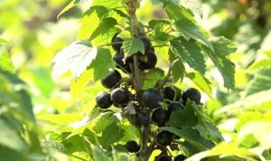 Смородина Ben Alder 