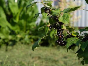 Смородина Ben Alder 