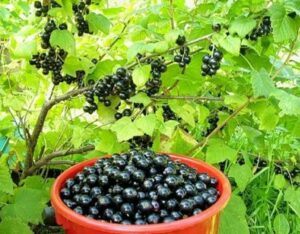 Смородина Ben Alder 