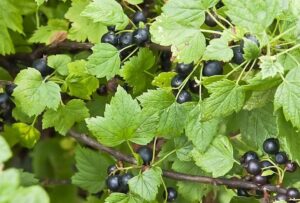 Смородина Ben Hope - смородина с высокой устойчивостью к болезням и отличной урожайностью