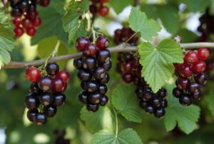 Смородина Ben Hope - смородина с высокой устойчивостью к болезням и отличной урожайностью