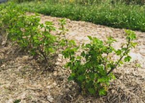 Смородина Big Ben