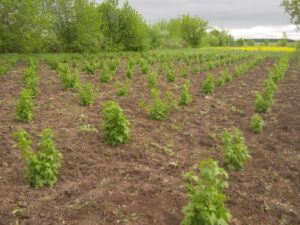 Смородина Crusader (Крусейдер) - сорт смородины для регионов с сосновыми лесами и влажным климатом