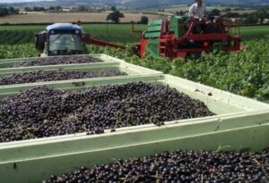 Смородина Crusader (Крусейдер) - сорт смородины для регионов с сосновыми лесами и влажным климатом