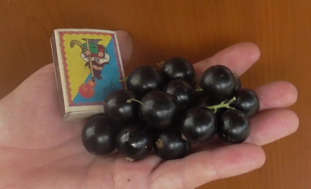 Смородина Экзотика (Exotic) - ранняя смородина с особенно крупной ягодой и насыщенным вкусом 8 Смородина Экзотика
