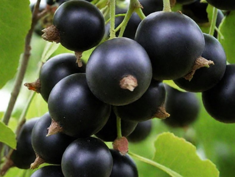 Смородина Изюмная (Raisin) - сорт смородины с необычно сладким вкусом и ароматом изюма 1 Смородина Изюмная