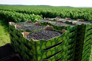 Смородина Ojebyn