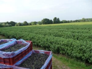 Смородина Ojebyn