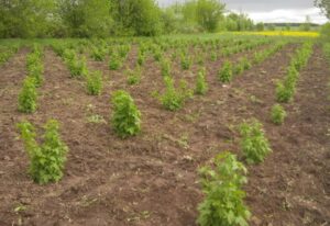 Смородина Поларес