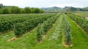 Смородина Поларес