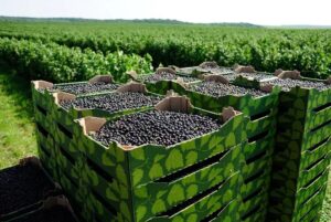 Смородина Поларес