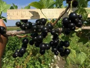 Смородина Tiben (Tiben) - промышленный сорт с устойчивостью к болезням и равномерным созреванием 3 Смородина Tiben