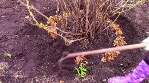Осенние работы с почвой под кустами смородины