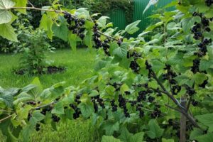 Подкормка смородины во время плодоношения