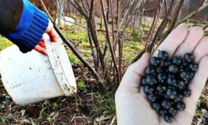 Восстановление почвы после урожая - что важно для смородины