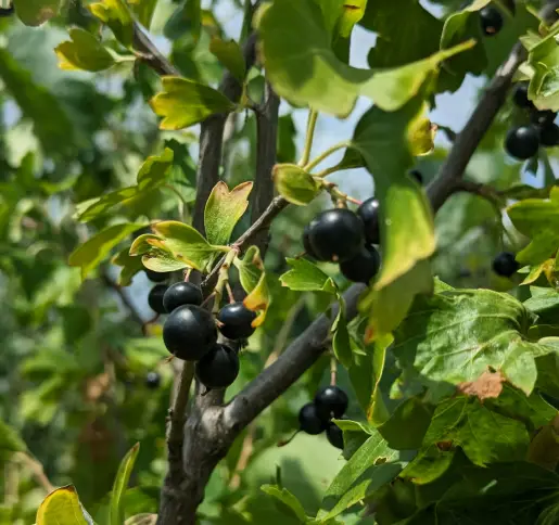 Смородина оптим от Фермерского хозяйства "Ягодное изобилие"