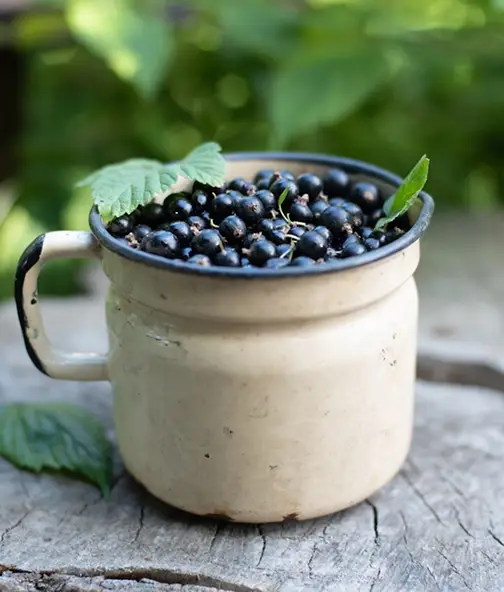 Смородина оптим от Фермерского хозяйства "Ягодное изобилие"