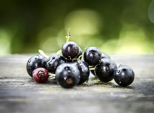 Ягодное изобилие