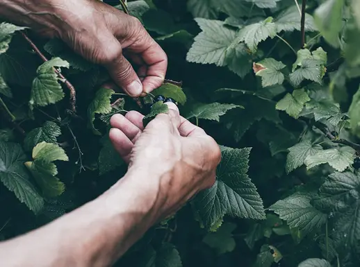 Смородина оптим от Фермерского хозяйства "Ягодное изобилие"