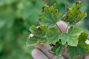 Антракноз смородины 