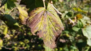 Антракноз смородины 