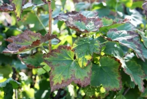 Антракноз смородины 