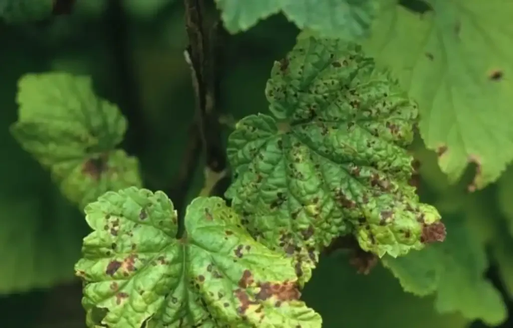 Антракноз смородины - причины, признаки и лечение