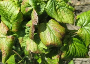 Аскохитоз смородины