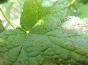 Аскохитоз смородины