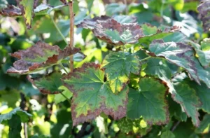 Аскохитоз смородины