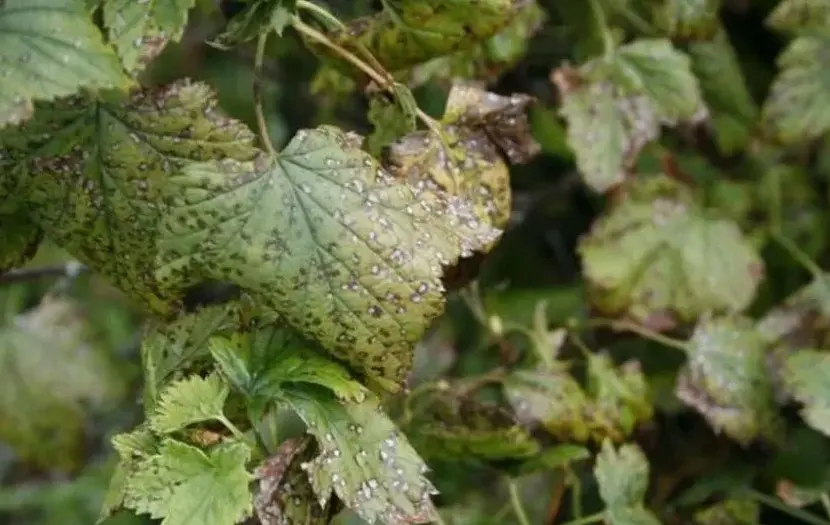 Аскохитоз смородины - причины появления и способы защиты