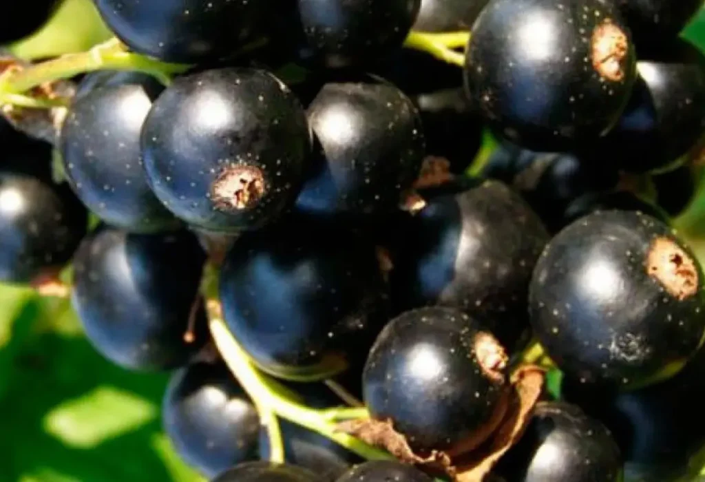 Смородина Багира