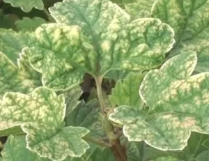 Белая пятнистость смородины