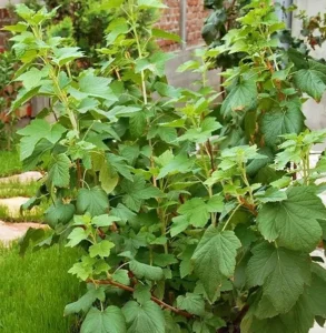 Белая пятнистость смородины