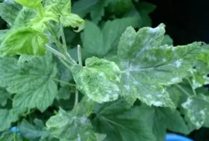 Белая пятнистость смородины