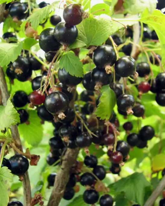 Смородина Ben Alder